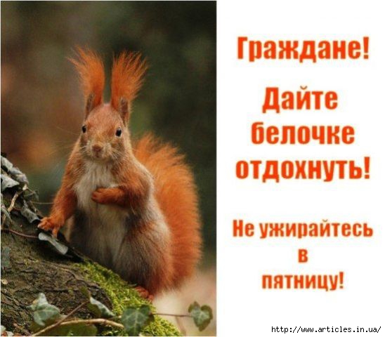 3826117_83713656_0_235f6_bcaf4b8d_XL (548x480, 112Kb)
