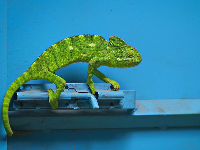 chameleon-india_48266_990x742 (700x524, 44Kb)