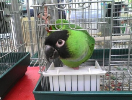 ������ (447x337, 387Kb)