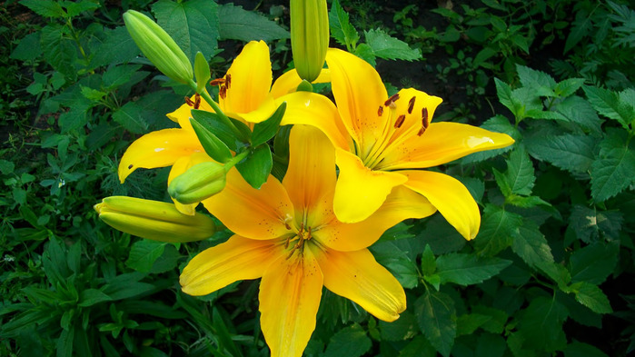 lilies-wallpaper-1366x768 (700x393, 123Kb)