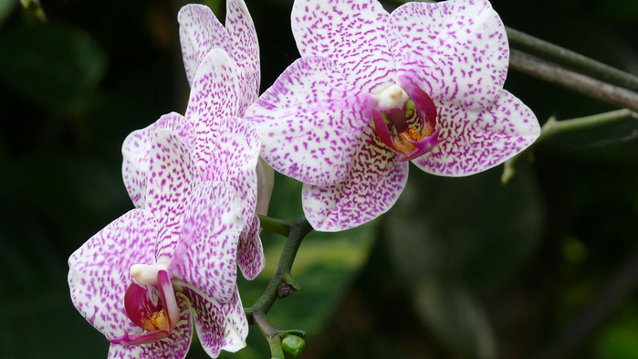 orchid-wallpaper-1366x768 (2) (700x393, 109Kb)