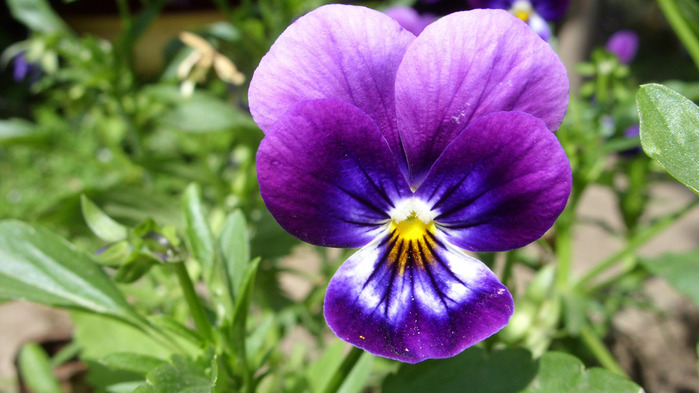 pansy-wallpaper-1366x768 (5) (700x393, 102Kb)