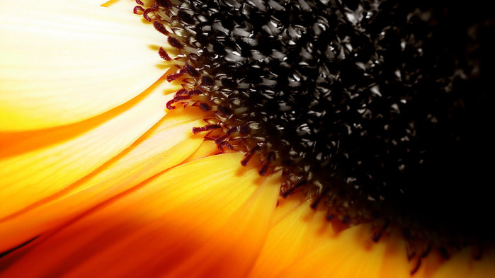 sunflower-wallpaper-1366x768 (2) (700x393, 80Kb)