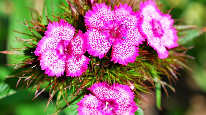 sweet-william-wallpaper-1366x768 (2) (700x393, 168Kb)