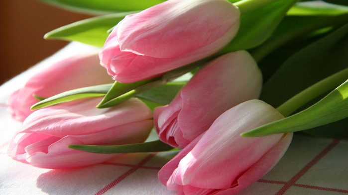 tulips-wallpaper-1366x768 (700x393, 77Kb)