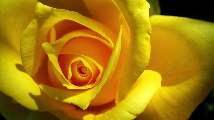 yellow-rose-wallpaper-1366x768 (700x393, 91Kb)