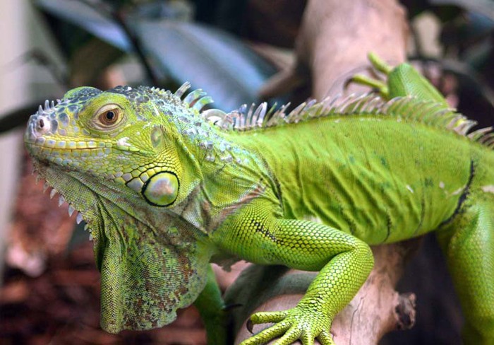 iguana (700x488, 102Kb)