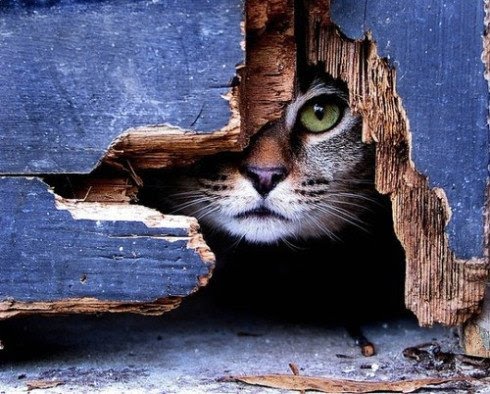 79290397_cat_peeking_from_hole (490x394, 62Kb)