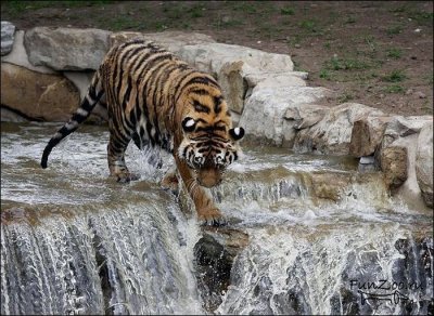 1307463636_amur001 (400x292, 45Kb)