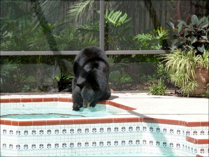1308059360_theres_a_bear_01 (700x525, 82Kb)