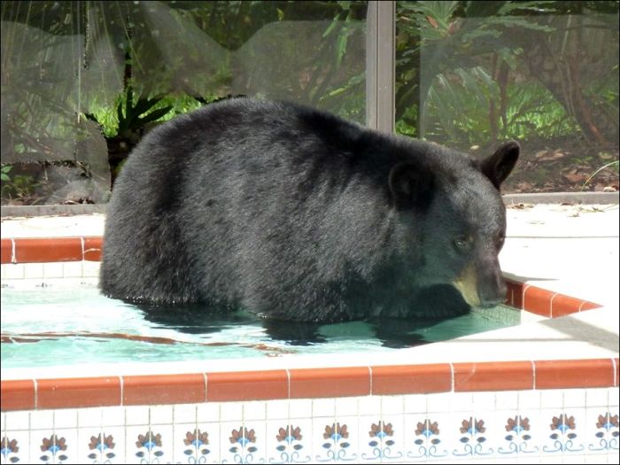 1308059372_theres_a_bear_02 (700x525, 67Kb)