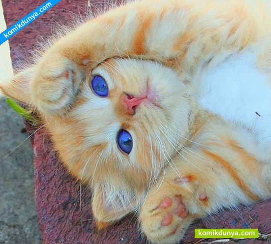 mavis_kedi_632007100036am_1249074504 (533x480, 58Kb)