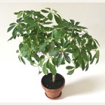  schefflera_arboricola_1__3 (600x600, 80Kb)