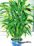  1296716864_52320159_dracena (300x410, 50Kb)