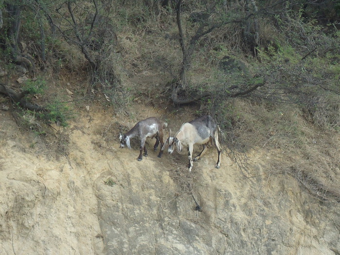 DSC04393 (700x525, 166Kb)