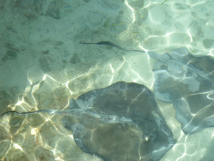DSC04467 (700x525, 127Kb)