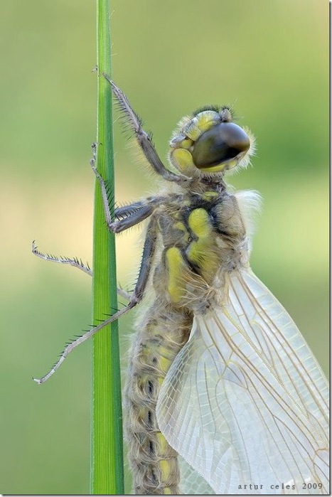 CloseUpsofSmallAnimalsandInsects041_3 (467x700, 84Kb)