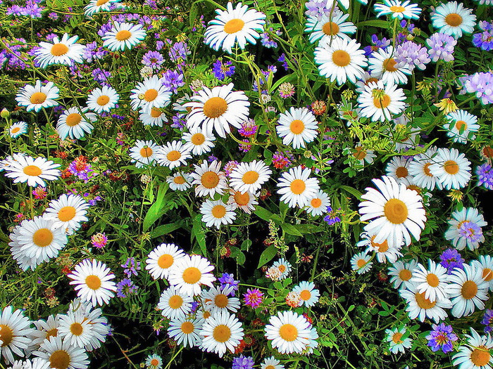 0_cdf00_34f45ce7_XL (700x525, 330Kb)