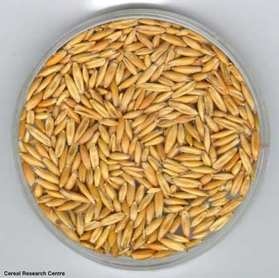 lo-oats (400x399, 25Kb)