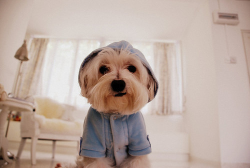 68200840_tumblr_lbuke2Zbif1qaltr7o1_500 (500x335, 33Kb)