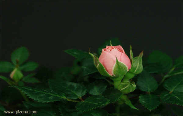 23 (600x380, 1907Kb)
