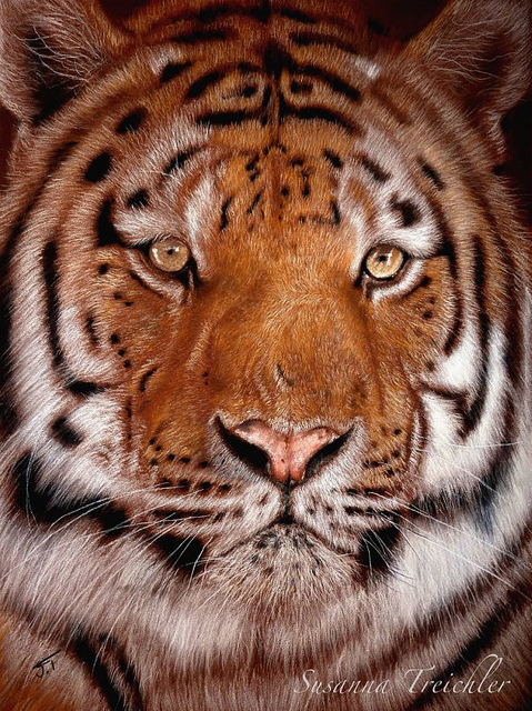 tiger (479x640, 249Kb)