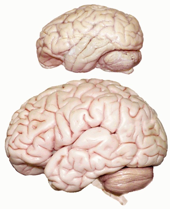 1331126529_4 (550x675, 88Kb)