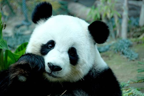 Роль панды в китае