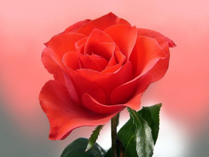 _rose_ (700x525, 40Kb)