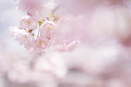 tumblr_lskml33ScL1qdmxsio1_500 (500x333, 63Kb)