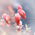 3815384_spring_141677555 (150x150, 6Kb)