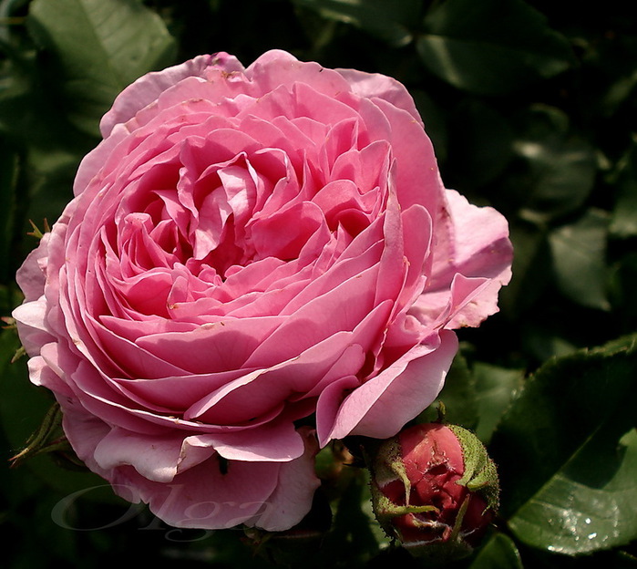 Мари роз. Лаурент Мари-роза. Rose Marie (ausome) роза. Роза Мари Кэролайн. Königin Marie роза.