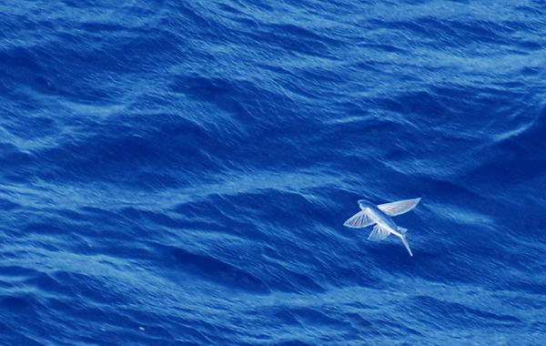 4732832_flying_fish_01 (600x380, 42Kb)