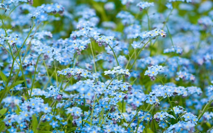 3623822_27 (700x437, 281Kb)