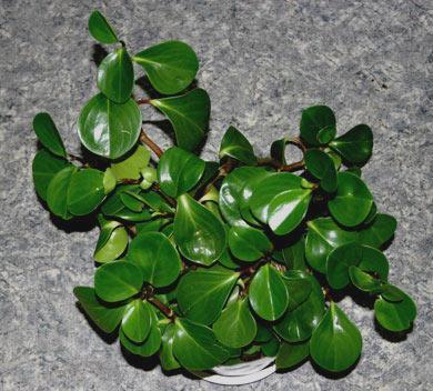 4826692_Peperomiaobtusifolia_3 (390x352, 34Kb)