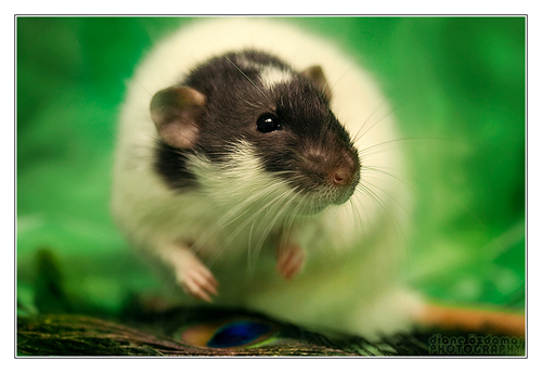 Arco___Fancy_rat_by_DianePhotos (500x344, 148Kb)