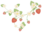  dje_strawberry_vine (700x535, 223Kb)