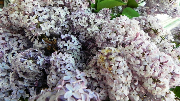 DSCN6553 (700x393, 266Kb)