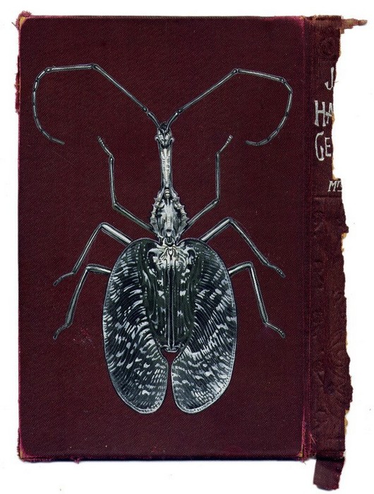 Rose_Sanderson_bugs_3 (530x700, 126Kb)