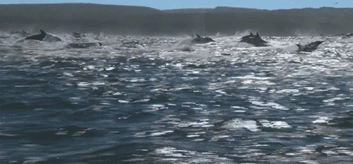 4712102_tumblr_mv7sqmIoLE1sqfvbho1_500 (500x232, 1022Kb)