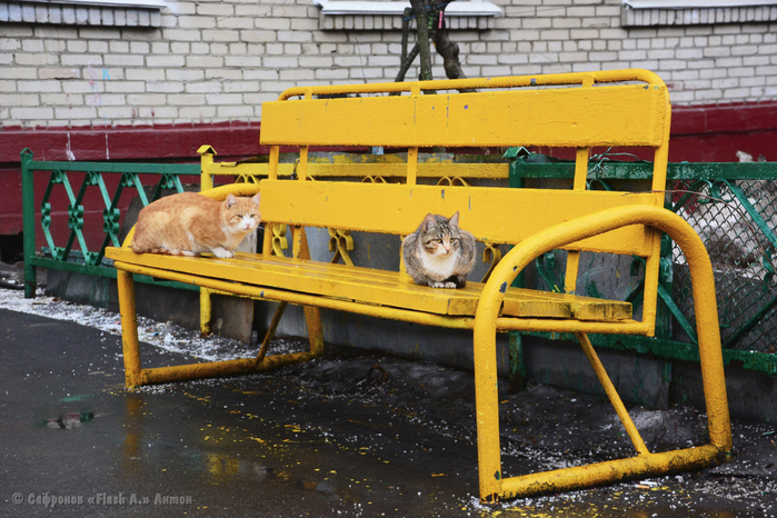 DSC_9962 копия (700x466, 479Kb)