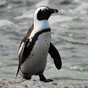 afrikanskij-pingvin-300x300 (300x300, 20Kb)