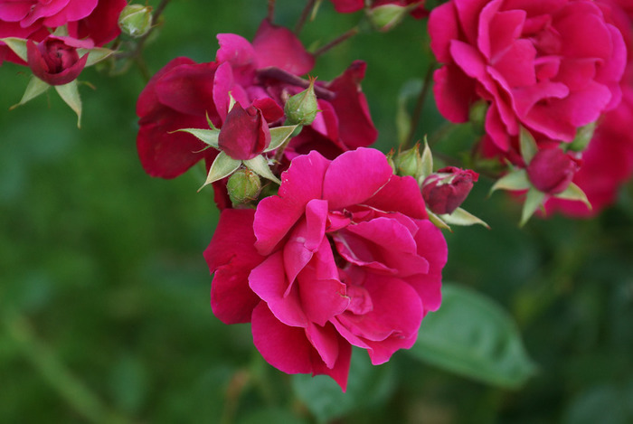 DSC02468_edited-1 (700x469, 86Kb)