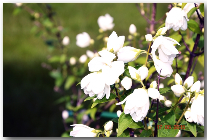 3587765_DSC_4040 (700x471, 212Kb)