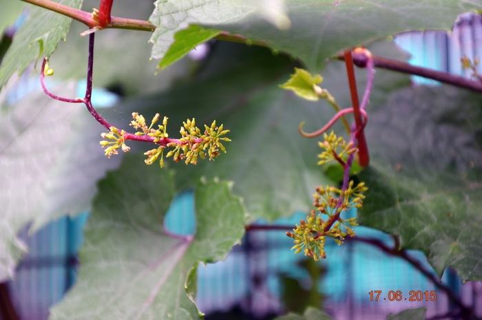 3587765_DSC_4048 (700x465, 217Kb)