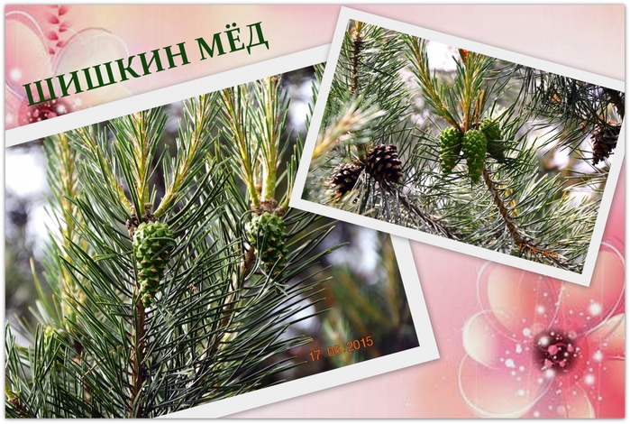 3587765_Shishkin_med (700x470, 315Kb)