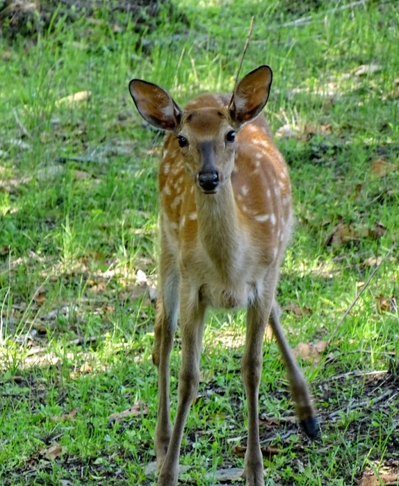 5559494_DSC07536 (574x700, 369Kb)