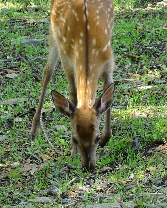 5559494_DSC07558 (563x700, 413Kb)