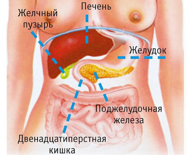 Где Находится Печень У Человека Фото