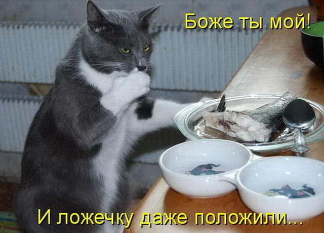 Котоматрица (640x460, 154Kb)